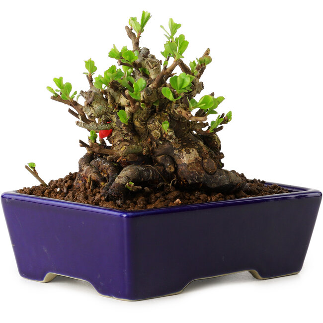 Chaenomeles speciosa, 12,5 cm, ± 20 years old, with a nebari of 7 cm