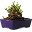 Chaenomeles speciosa, 12,5 cm, ± 20 ans, avec un nebari de 7 cm