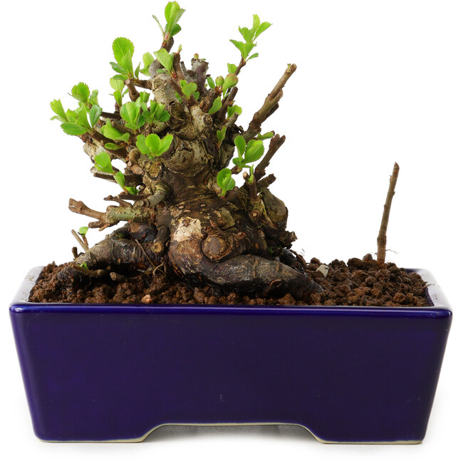 Chaenomeles speciosa, 12,5 cm, ± 20 ans, avec un nebari de 7 cm