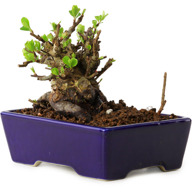 Chaenomeles speciosa, 12,5 cm, ± 20 ans, avec un nebari de 7 cm