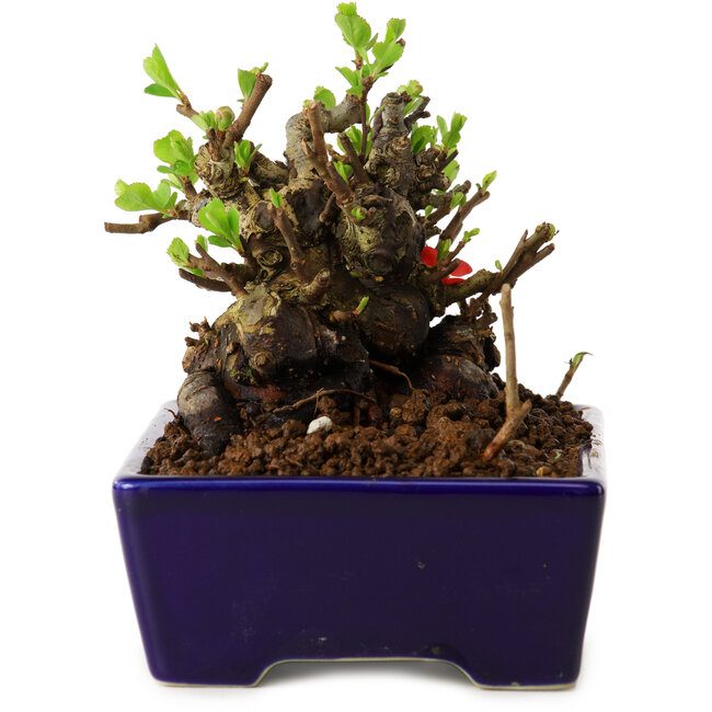 Chaenomeles speciosa, 12,5 cm, ± 20 ans, avec un nebari de 7 cm