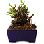 Chaenomeles speciosa, 12,5 cm, ± 20 ans, avec un nebari de 7 cm