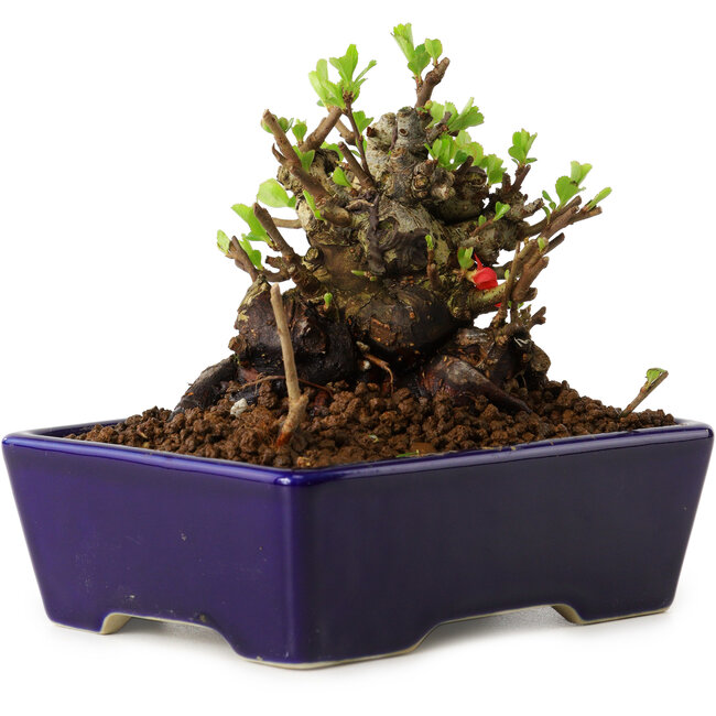 Chaenomeles speciosa, 12,5 cm, ± 20 Jahre alt, mit einem Nebari von 7 cm