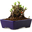 Chaenomeles speciosa, 12,5 cm, ± 20 ans, avec un nebari de 7 cm