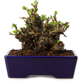 Chaenomeles speciosa, 12,5 cm, ± 20 jaar oud