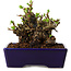 Chaenomeles speciosa, 12,5 cm, ± 20 ans, avec un nebari de 7 cm