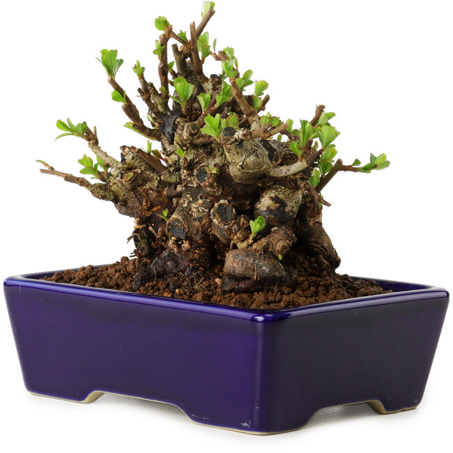 Chaenomeles speciosa, 12,5 cm, ± 20 years old, with a nebari of 7 cm