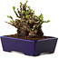 Chaenomeles speciosa, 12,5 cm, ± 20 ans, avec un nebari de 7 cm