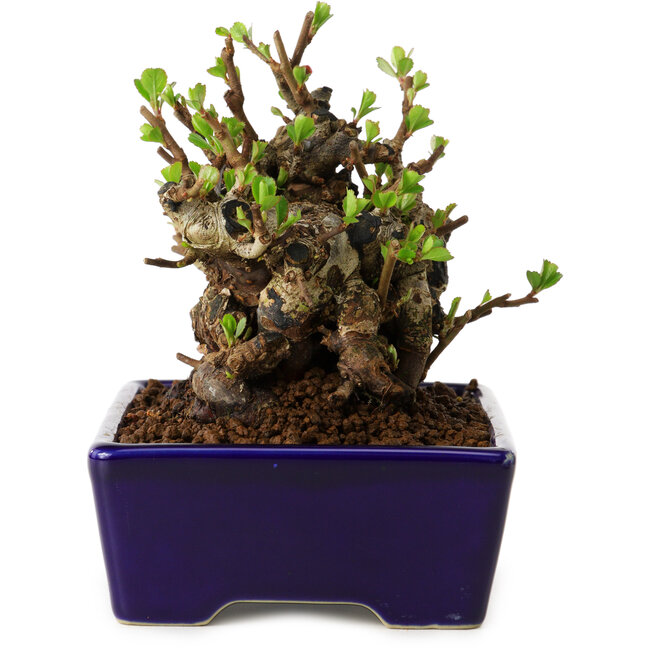 Chaenomeles speciosa, 12,5 cm, ± 20 años de edad, con un nebari de 7 cm