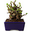 Chaenomeles speciosa, 12,5 cm, ± 20 ans, avec un nebari de 7 cm