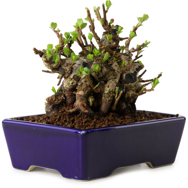 Chaenomeles speciosa, 12,5 cm, ± 20 ans, avec un nebari de 7 cm