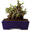 Chaenomeles speciosa, 12,5 cm, ± 20 ans, avec un nebari de 7 cm