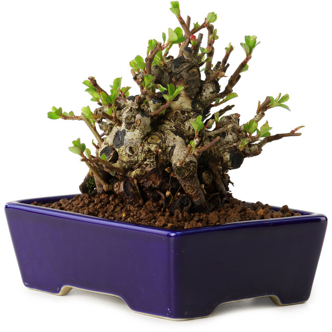 Chaenomeles speciosa, 12,5 cm, ± 20 años de edad, con un nebari de 7 cm