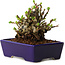 Chaenomeles speciosa, 12,5 cm, ± 20 ans, avec un nebari de 7 cm
