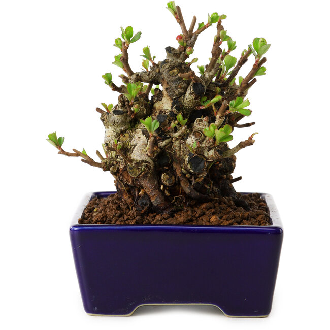 Chaenomeles speciosa, 12,5 cm, ± 20 años de edad, con un nebari de 7 cm