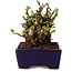 Chaenomeles speciosa, 12,5 cm, ± 20 ans, avec un nebari de 7 cm