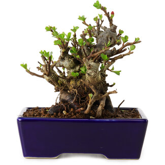 Chaenomeles speciosa, 12,5 cm, ± 20 years old