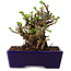 Chaenomeles speciosa, 12,5 cm, ± 20 ans, avec un nebari de 7 cm