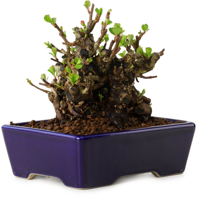 Chaenomeles speciosa, 12,5 cm, ± 20 years old, with a nebari of 7 cm