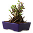 Chaenomeles speciosa, 12,5 cm, ± 20 ans, avec un nebari de 7 cm