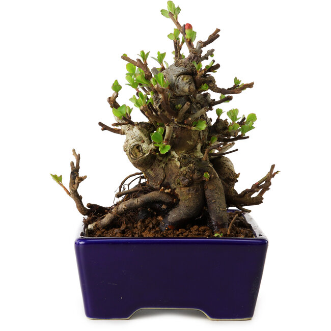 Chaenomeles speciosa, 12,5 cm, ± 20 anni, con un nebari di 7 cm