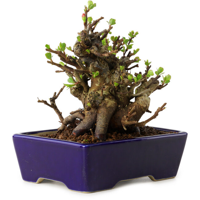 Chaenomeles speciosa, 12,5 cm, ± 20 ans, avec un nebari de 7 cm