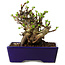 Chaenomeles speciosa, 12,5 cm, ± 20 ans, avec un nebari de 7 cm