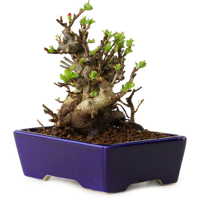 Chaenomeles speciosa, 12,5 cm, ± 20 years old, with a nebari of 7 cm