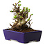 Chaenomeles speciosa, 12,5 cm, ± 20 ans, avec un nebari de 7 cm