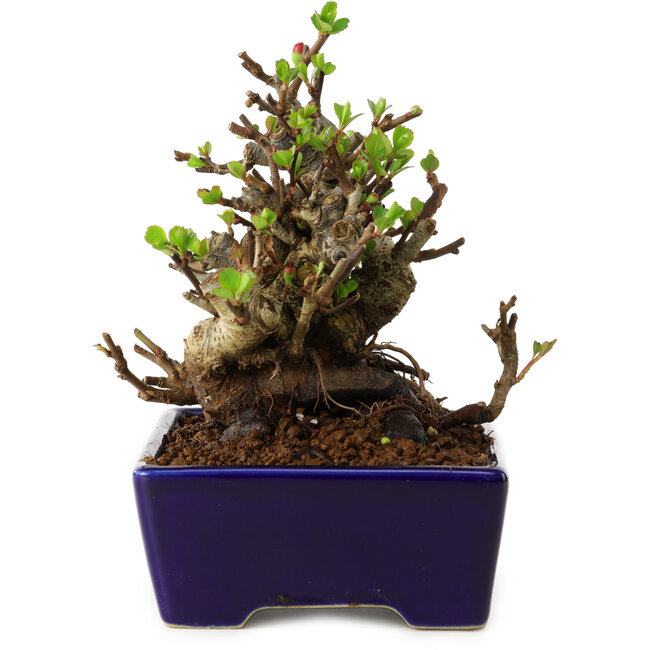 Chaenomeles speciosa, 12,5 cm, ± 20 anni, con un nebari di 7 cm