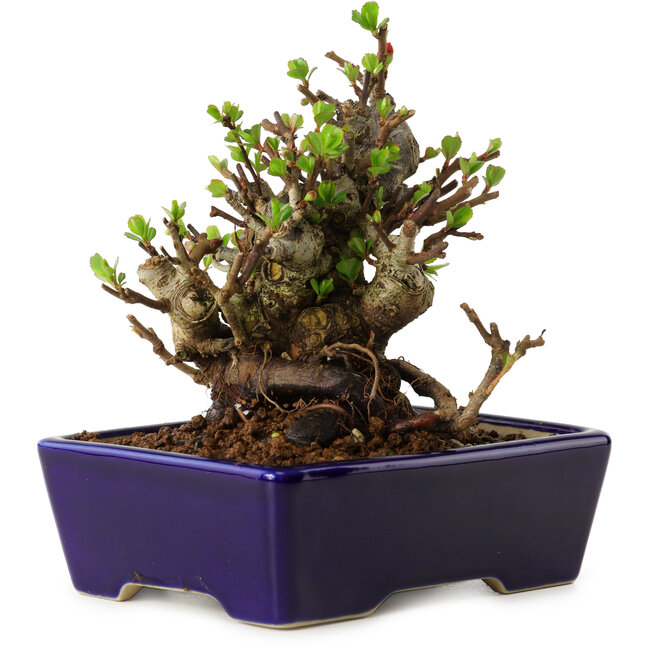 Chaenomeles speciosa, 12,5 cm, ± 20 ans, avec un nebari de 7 cm