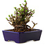 Chaenomeles speciosa, 12,5 cm, ± 20 ans, avec un nebari de 7 cm