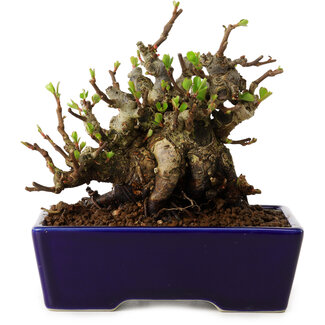 Chaenomeles speciosa, 12,5 cm, ± 20 ans
