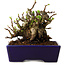 Chaenomeles speciosa, 12,5 cm, ± 20 ans, avec un nebari de 7 cm