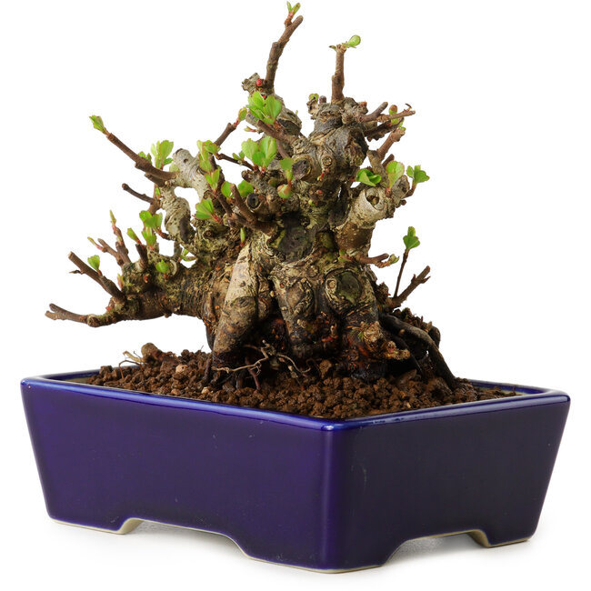 Chaenomeles speciosa, 12,5 cm, ± 20 Jahre alt, mit einem Nebari von 7 cm