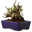 Chaenomeles speciosa, 12,5 cm, ± 20 ans, avec un nebari de 7 cm