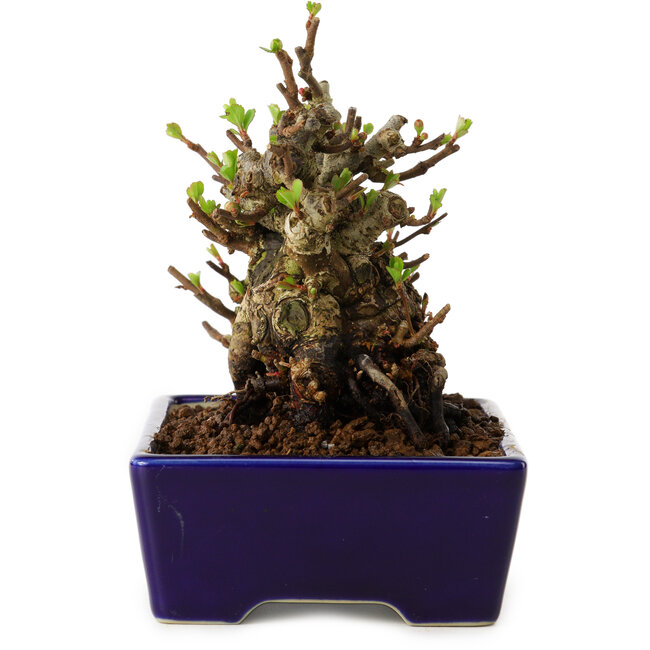 Chaenomeles speciosa, 12,5 cm, ± 20 Jahre alt, mit einem Nebari von 7 cm