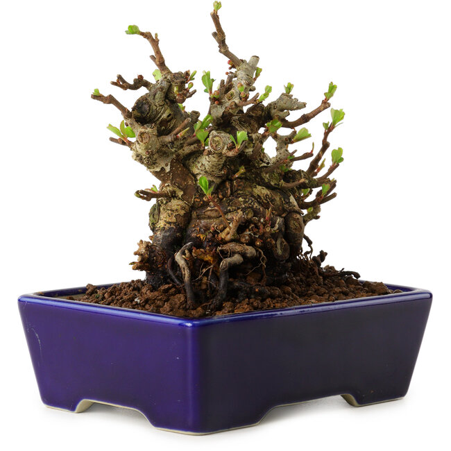 Chaenomeles speciosa, 12,5 cm, ± 20 ans, avec un nebari de 7 cm