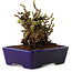 Chaenomeles speciosa, 12,5 cm, ± 20 ans, avec un nebari de 7 cm