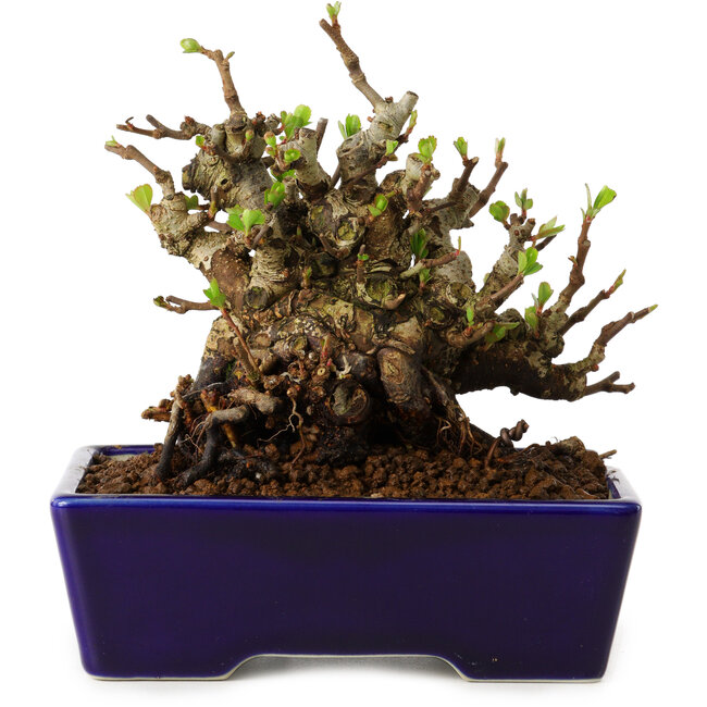 Chaenomeles speciosa, 12,5 cm, ± 20 ans, avec un nebari de 7 cm