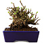 Chaenomeles speciosa, 12,5 cm, ± 20 ans, avec un nebari de 7 cm