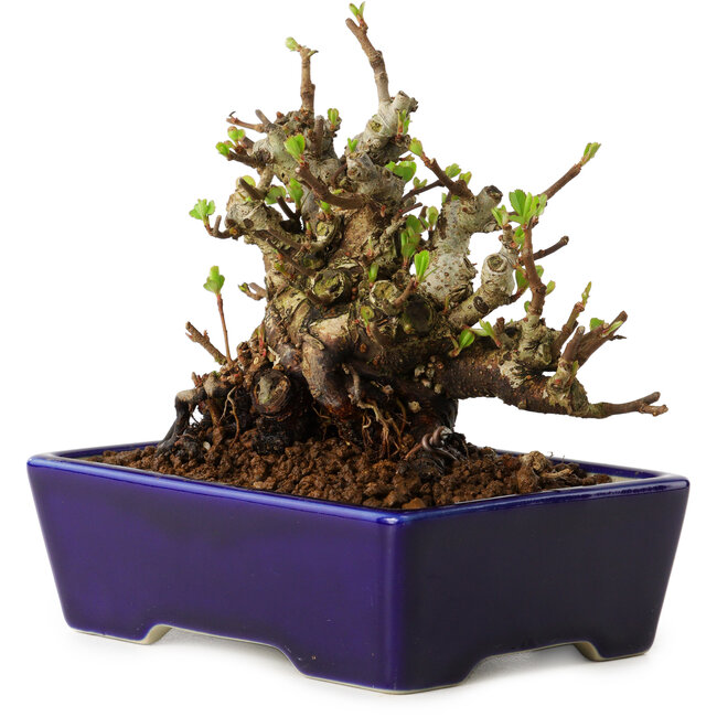 Chaenomeles speciosa, 12,5 cm, ± 20 años de edad, con un nebari de 7 cm