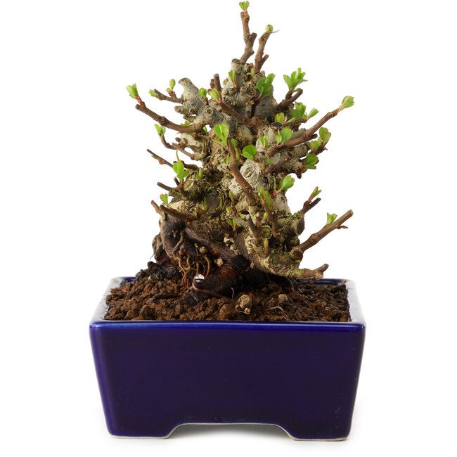 Chaenomeles speciosa, 12,5 cm, ± 20 ans, avec un nebari de 7 cm