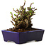 Chaenomeles speciosa, 12,5 cm, ± 20 ans, avec un nebari de 7 cm