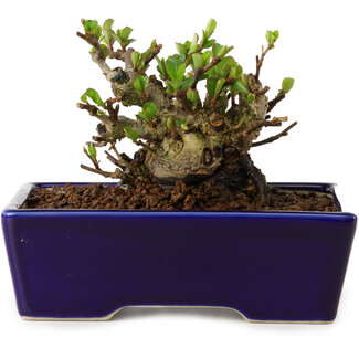 Chaenomeles speciosa, 12,5 cm, ± 20 ans