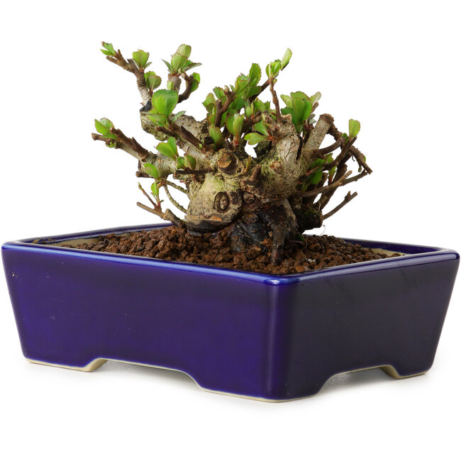 Chaenomeles speciosa, 12,5 cm, ± 20 jaar oud, met een nebari van 7 cm