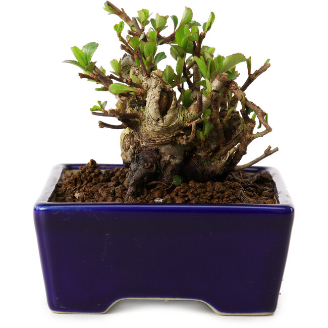 Chaenomeles speciosa, 12,5 cm, ± 20 ans, avec un nebari de 7 cm