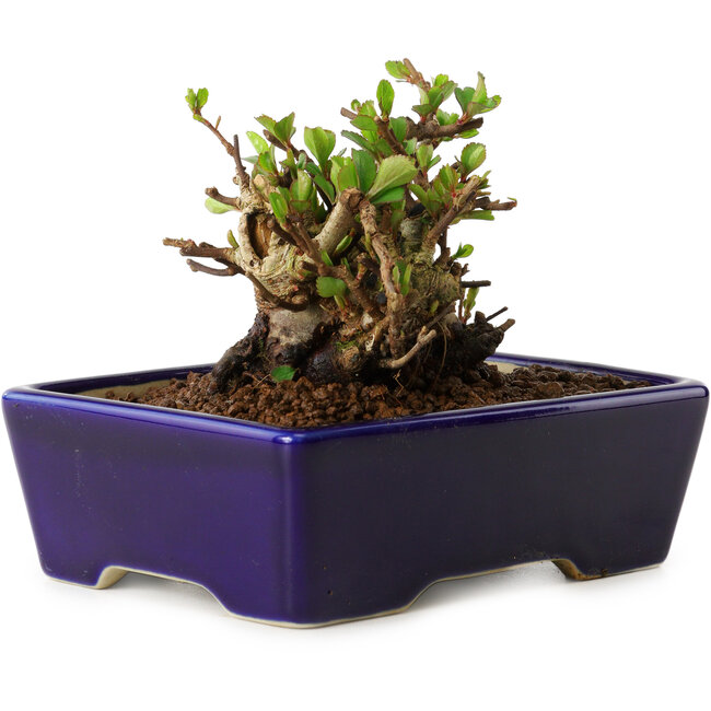 Chaenomeles speciosa, 12,5 cm, ± 20 ans, avec un nebari de 7 cm
