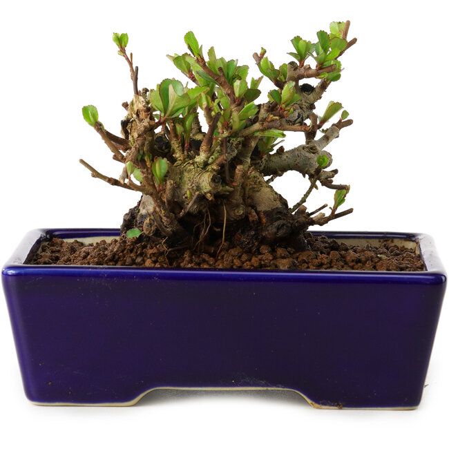 Chaenomeles speciosa, 12,5 cm, ± 20 years old, with a nebari of 7 cm