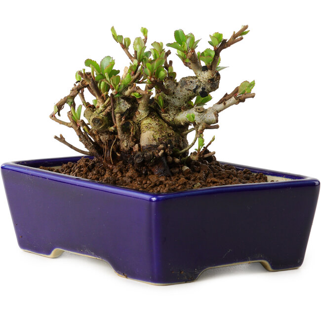 Chaenomeles speciosa, 12,5 cm, ± 20 years old, with a nebari of 7 cm